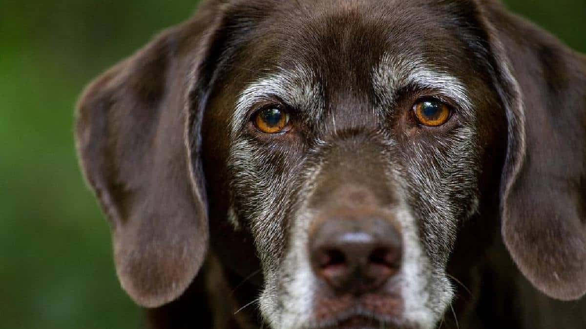 Perrita fue abusada sexualmente al sur de Bogotá