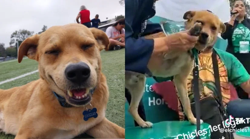 Perro maratonista ganador en México