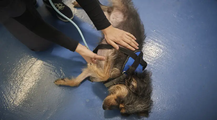 Fue capturado en Barranquilla un hombre que mató al perro de su compañera sentimental