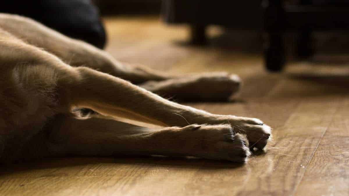 El hombre fue capturado y está a disposición de la Fiscalía