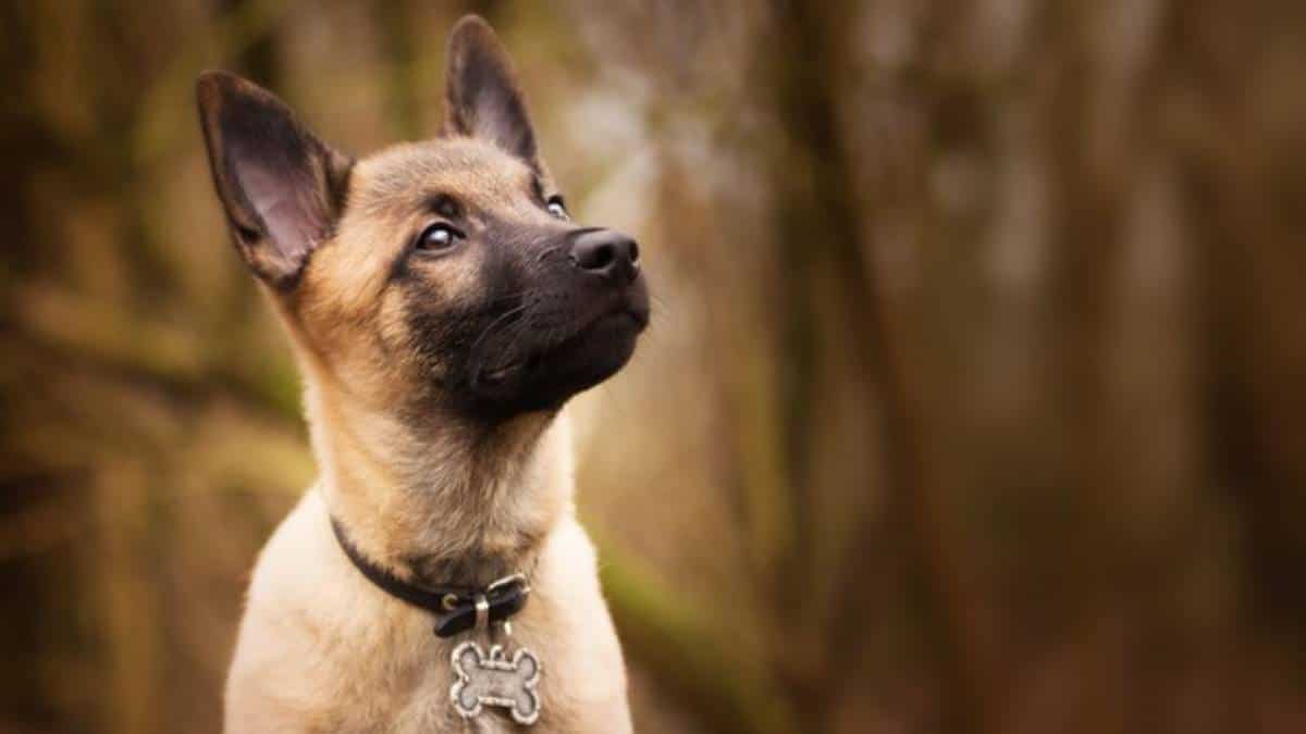 Un perro era usado por presos para enviarse cartas en Panamá