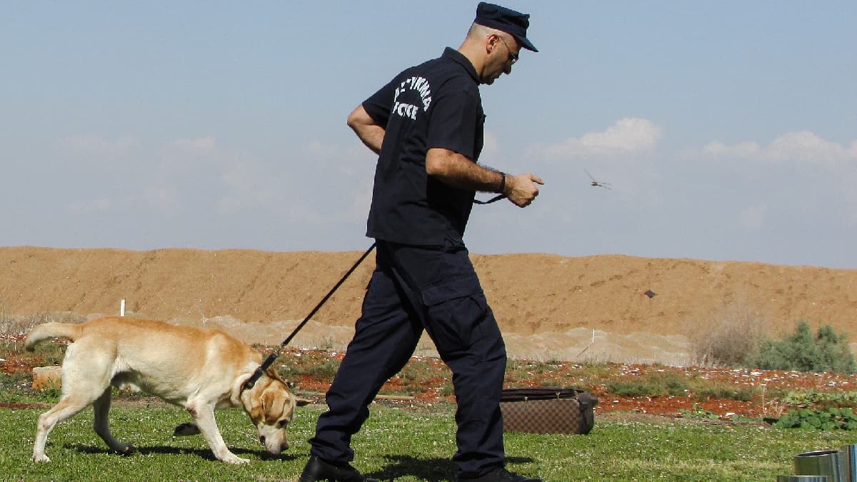 Especialistas en remoción de minas entrenan perros para detectar el covid-19 en Camboya