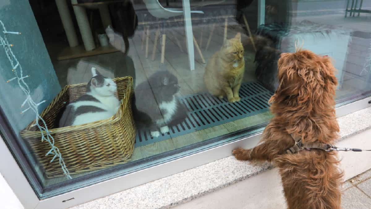 Francia prohíbe venta de perros y gatos en tiendas de animales