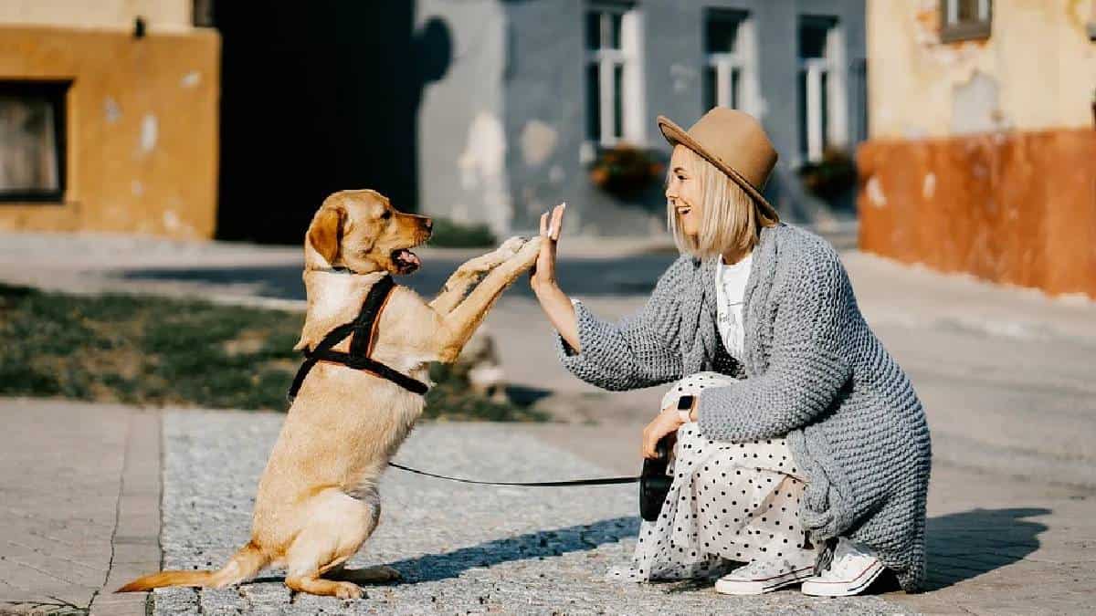Según explica el psicólogo Stanley Coren, autor del libro La inteligencia de los perros, existen tres tipos diferentes de inteligencia que poseen los caninos.