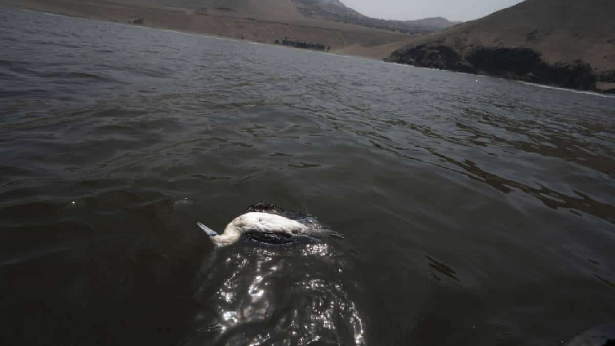 Consecuencias del derrame de barriles de crudo en Perú