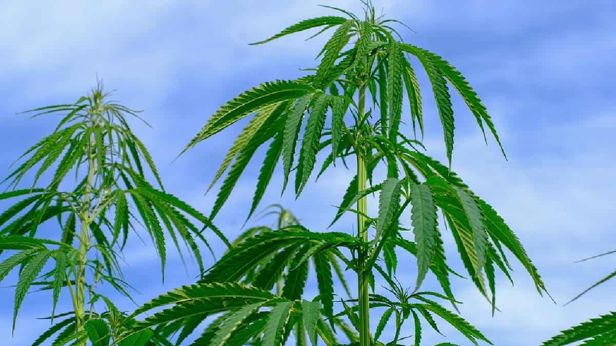 ¿Es posible cultivar cannabis digital en el metaverso?