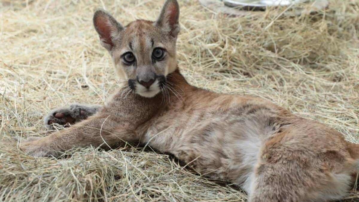 Foto: Secretaría de Ambiente de Bogotá Puma incautado en el norte de Bogotá tiene "muchos problemas de salud": Secretaría de Ambiente