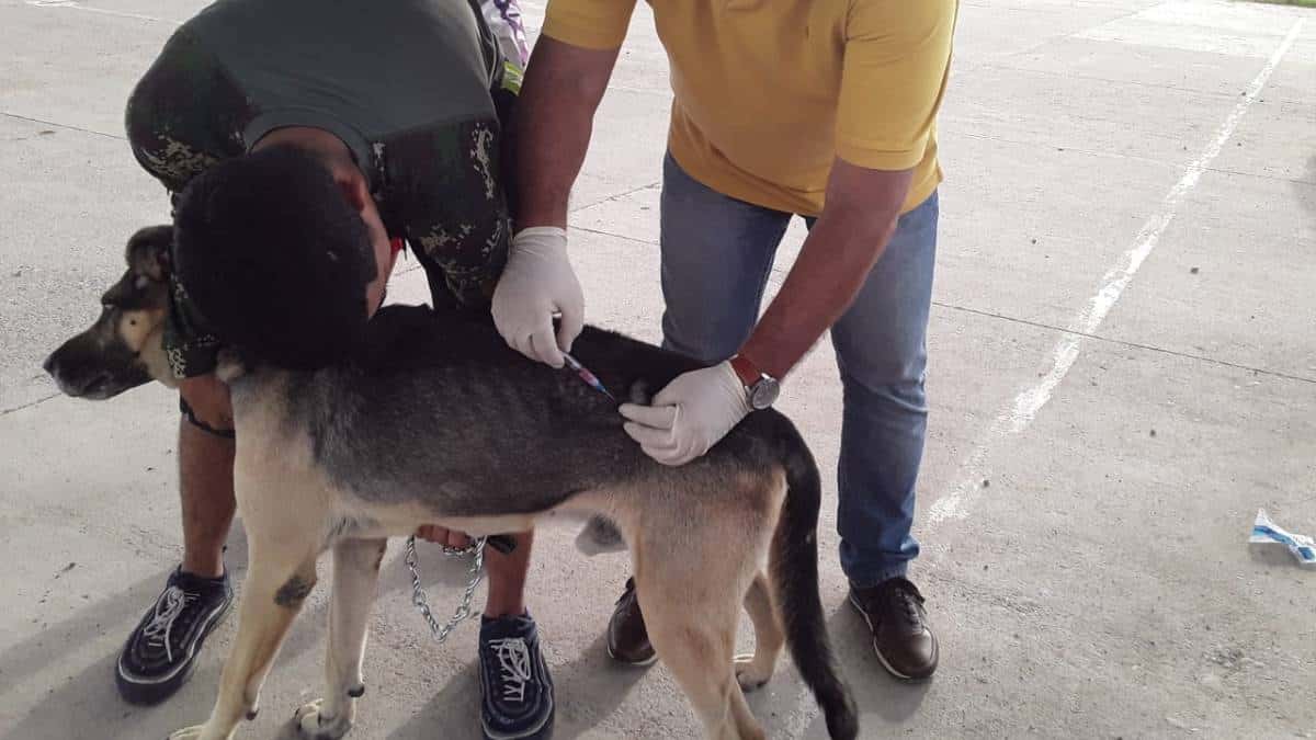 Autoridades confirman segundo fallecimiento por rabia humana en Huila