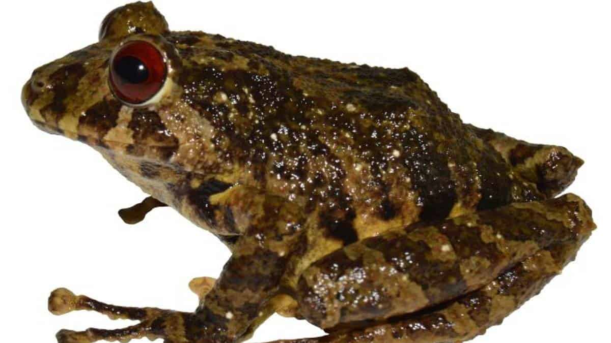 Led Zeppelin: nueva especie de rana es nombrada en homenaje a la banda