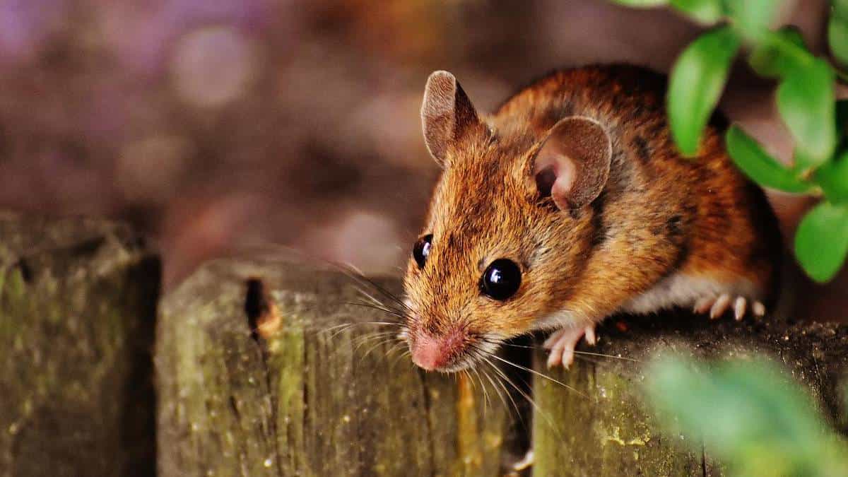 Científicos descubren cinco nuevas especies de ratones