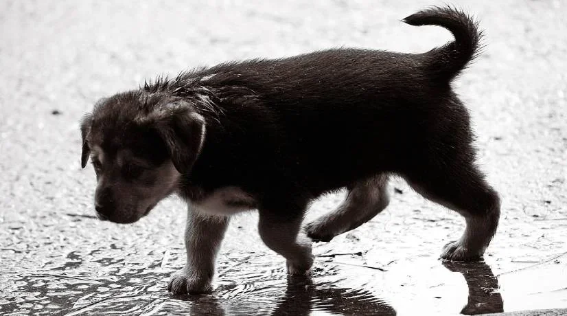 Recomendaciones para prevenir enfermedades en mascotas