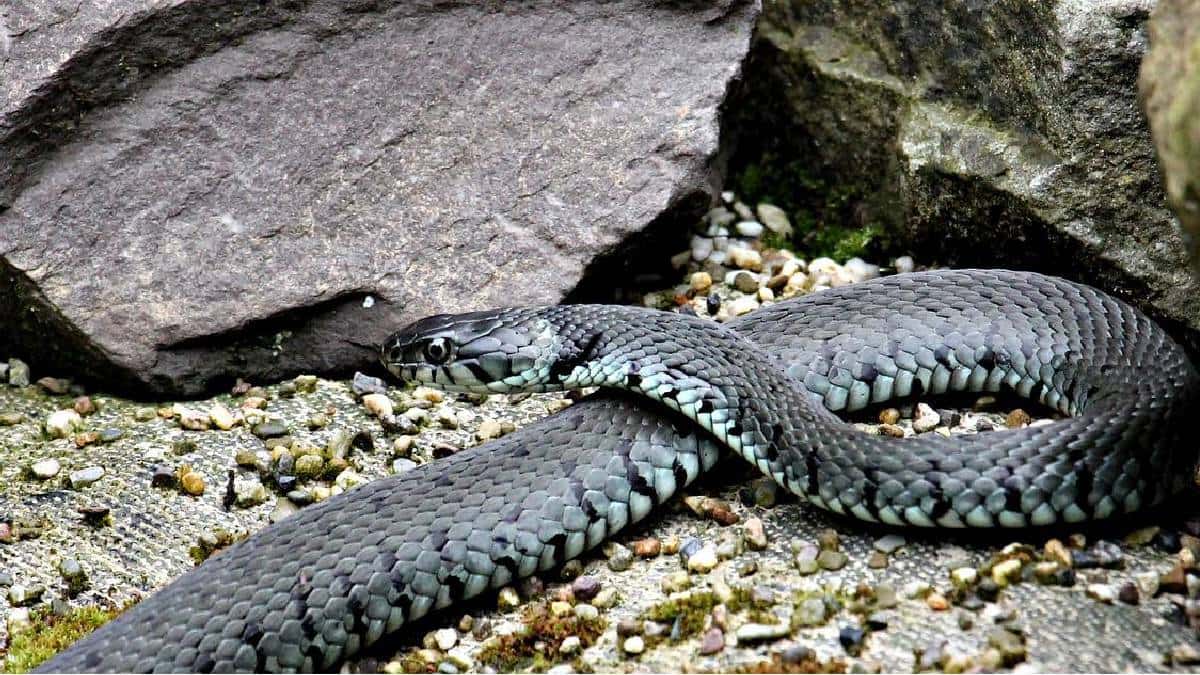 Serpiente mordió a mujer en playa de Santa Marta