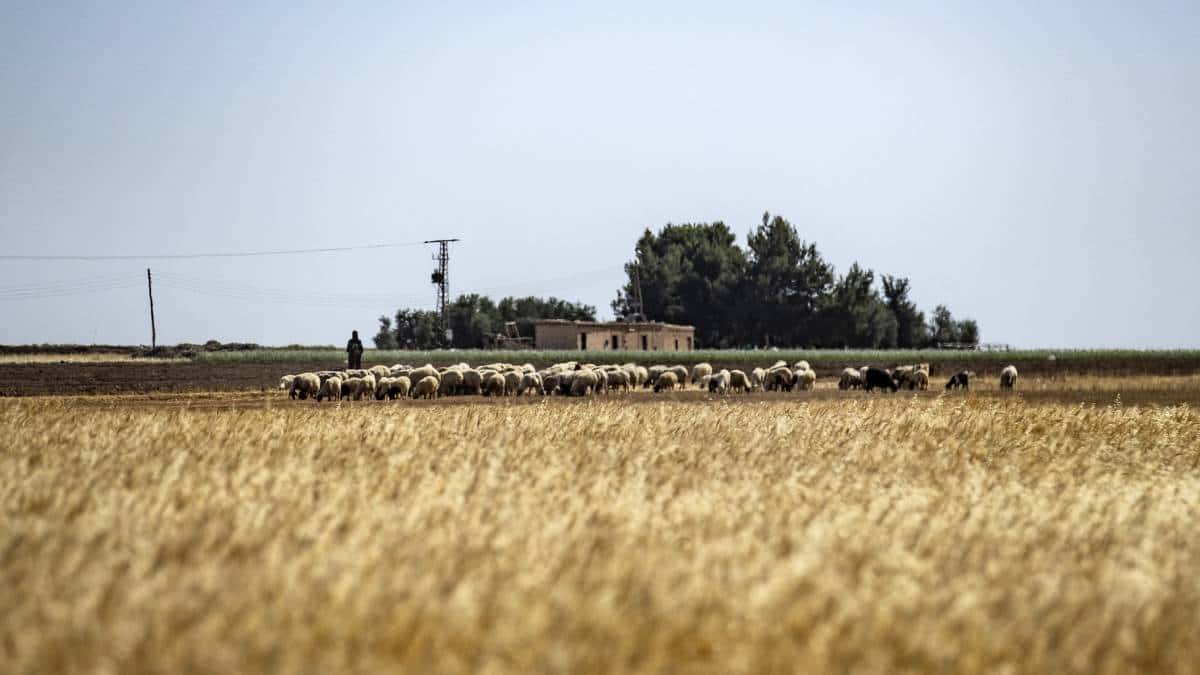 Señalamientos a Rusia por supuestamente vender el trigo captado de Ucrania
