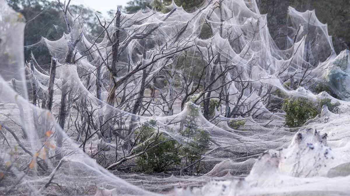 Región de Australia apareció llena de telarañas tras fuertes lluvias