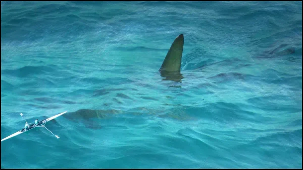 ¡La mejor postal! Tiburón blanco salta en plena competencia de surf