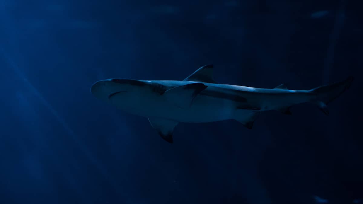 Australia a la caza del tiburón que mató a un bañista en Sídney