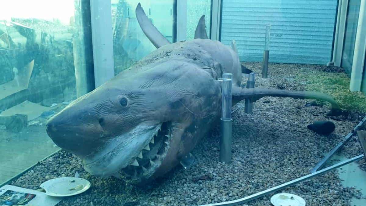 El tiburón fue sacrificado luego de quedar atrapado en una red de pesca en 1998.