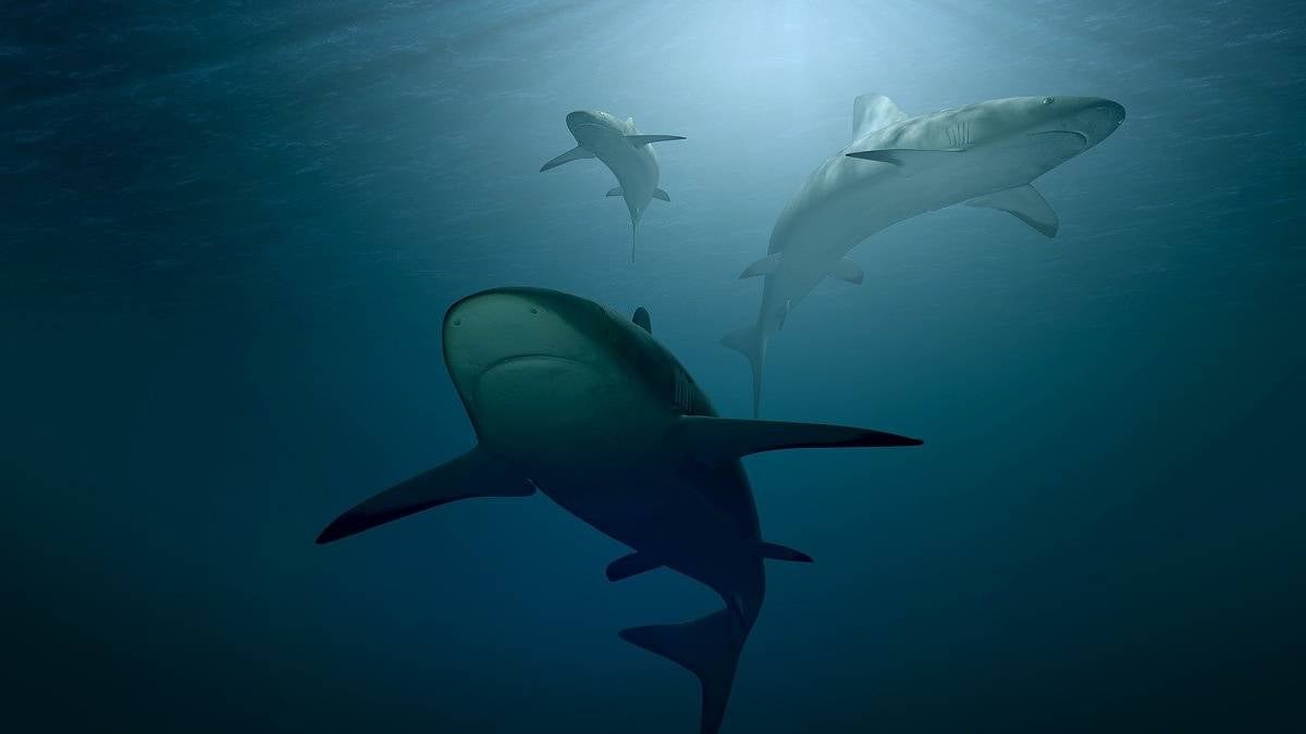 Tiburones bajo amenaza