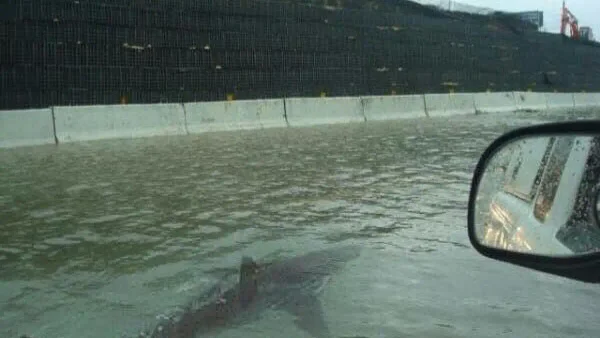 Tiburones nadando en las calles: las terroríficas imágenes del huracán Ian en la Florida Tiburones nadando en las calles: las terroríficas imágenes del huracán Ian en la Florida