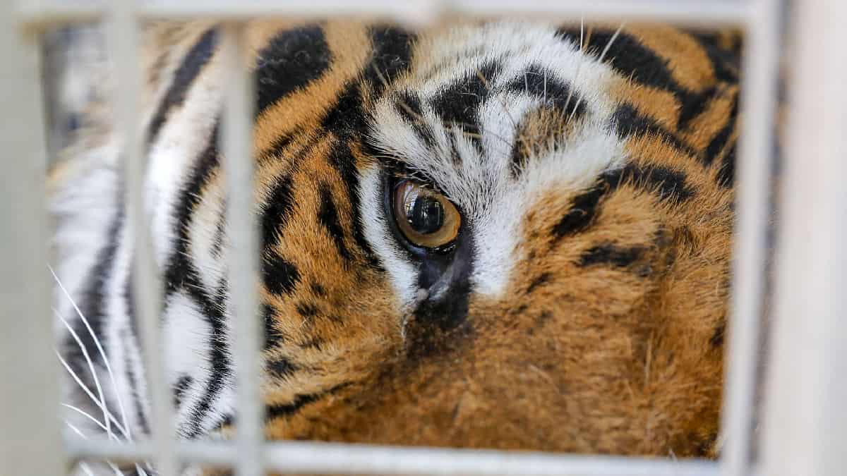 Tiger escaped from a home in Germany after violently attacking its keeper