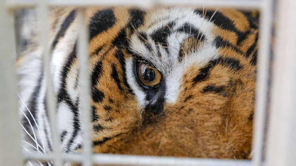 Tigre escapó de una vivienda en Alemania tras atacar violentamente a su cuidador Tigre escapó de una vivienda en Alemania tras atacar violentamente a su cuidador