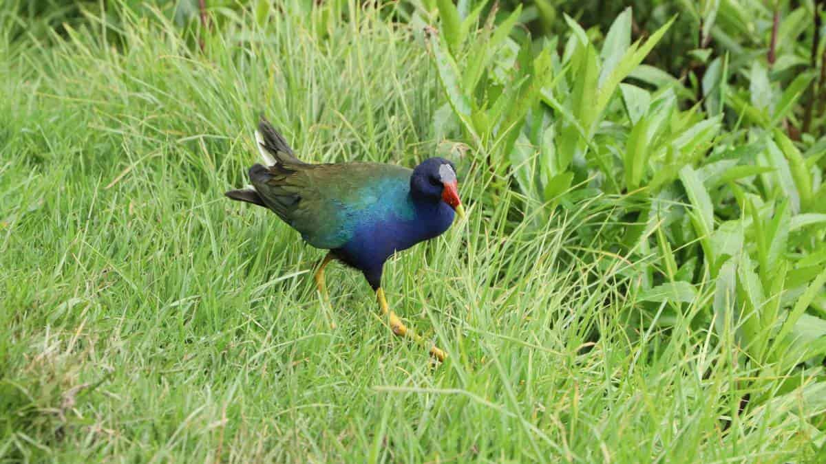 Tingua azul: lo que debe hacer si encuentra un ave migratoria herida en Bogotá