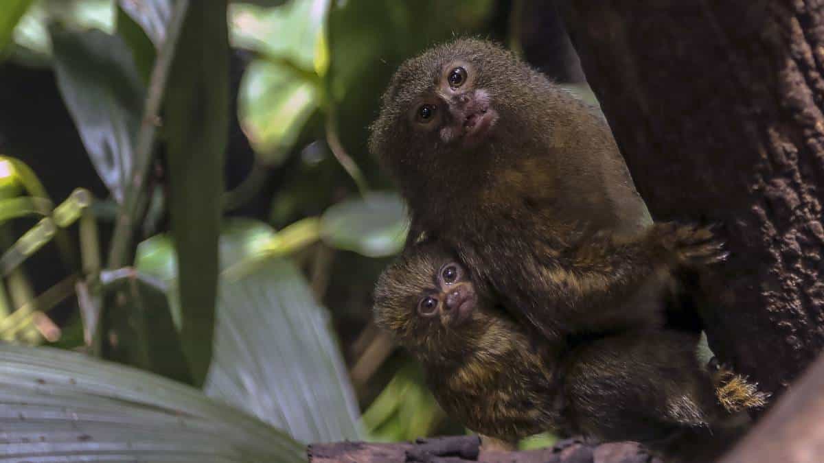 Estudio revela que como los humanos, los titíes escuchan conversaciones ajenas