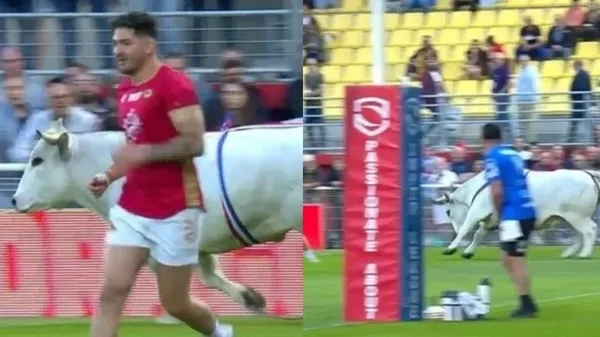 Un toro invadió una cancha de juego de rugby y causó angustia en los jugadores: video