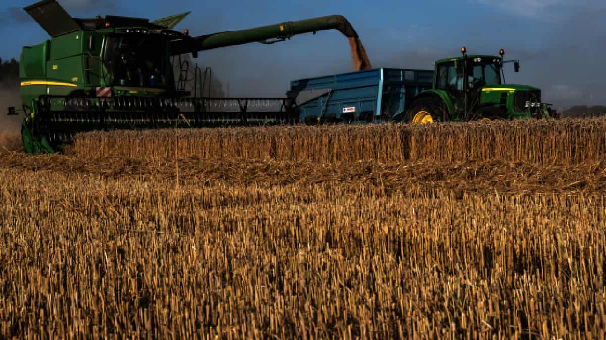 Chicago: el trigo en su nivel más alto en casi ocho años