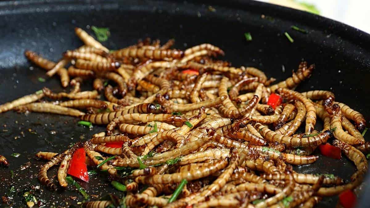 UE autorizó comercialización de insectos para consumo humano