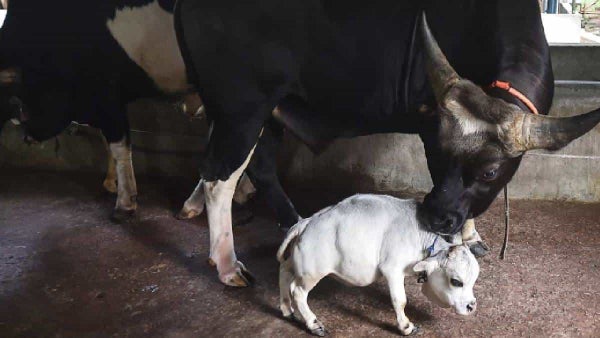 ¡Increíble! Una vaca enana nació en Bangladesh y espera romper récord Guinness ¡Increíble! Una vaca enana nació en Bangladesh y espera romper récord Guinness