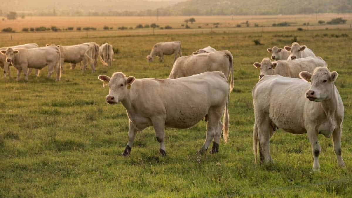 Granjero interpuso denuncia contra sus vacas