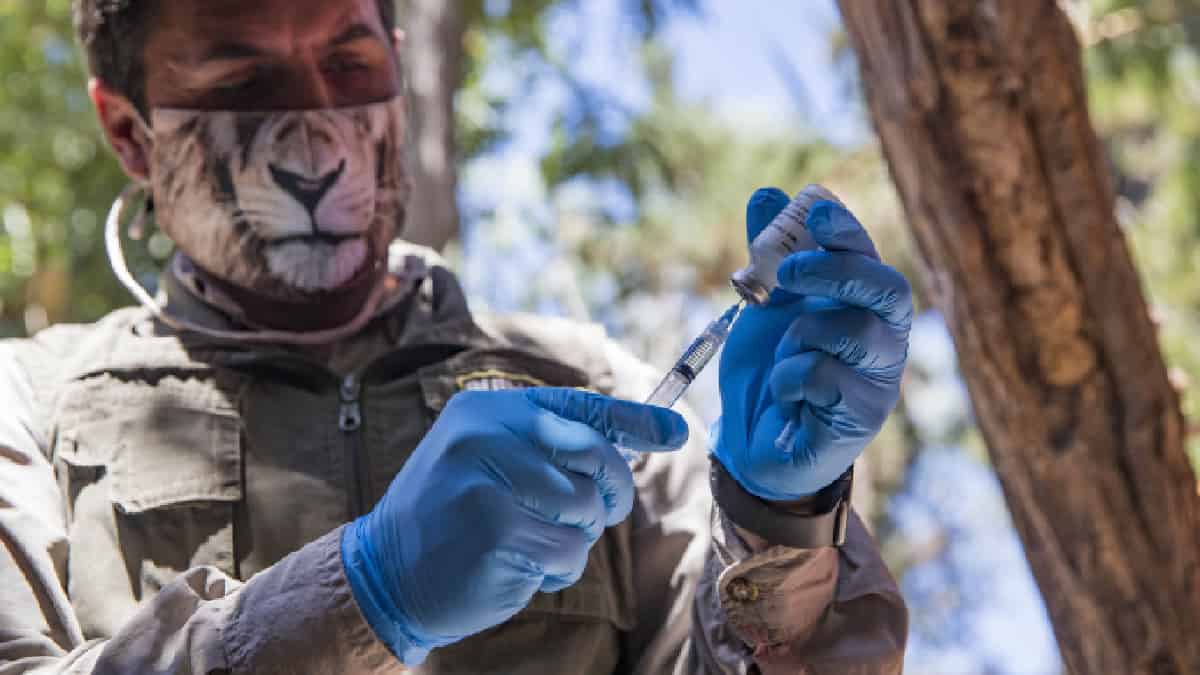 Chile, primer país latinoamericano que vacuna animales contra el covid