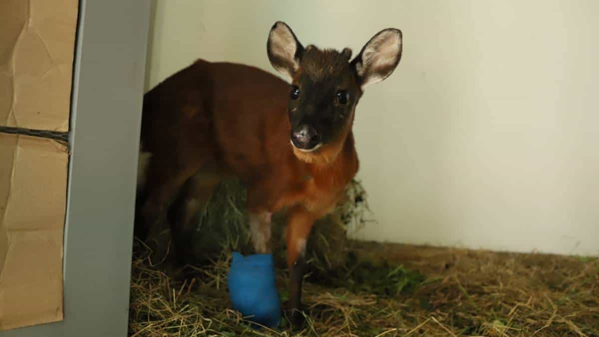 Venado rescatado en Bogotá será sometido a otra operación