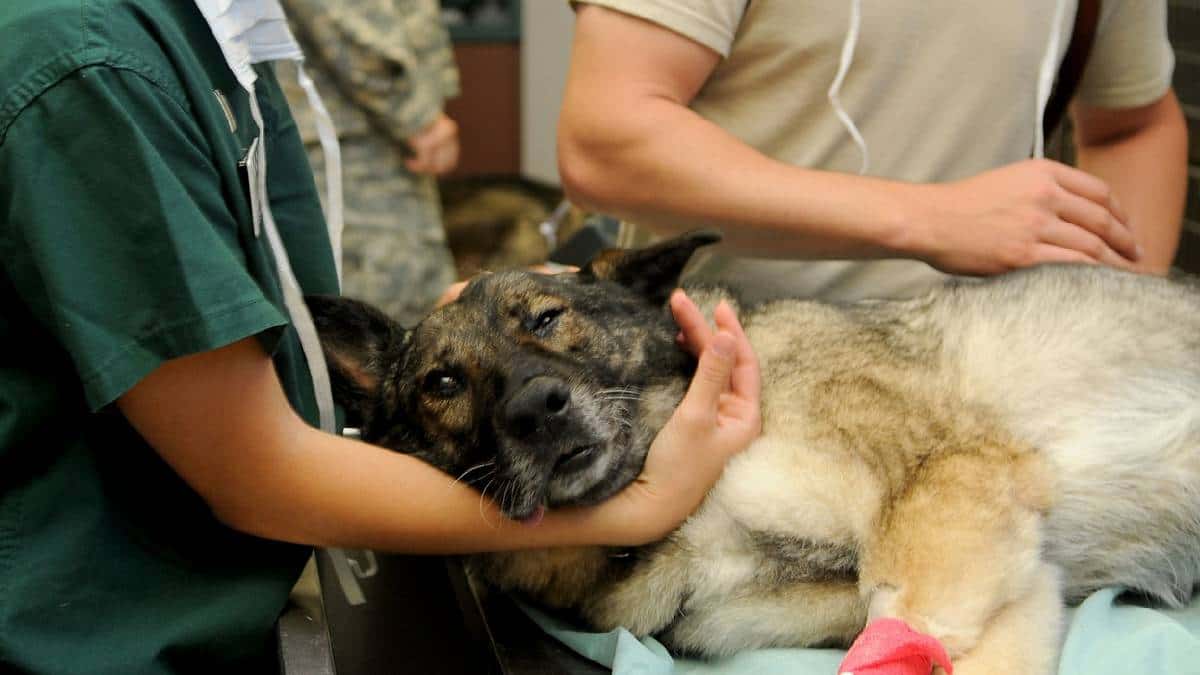 Movet abrirá clínicas veterinarias en el país