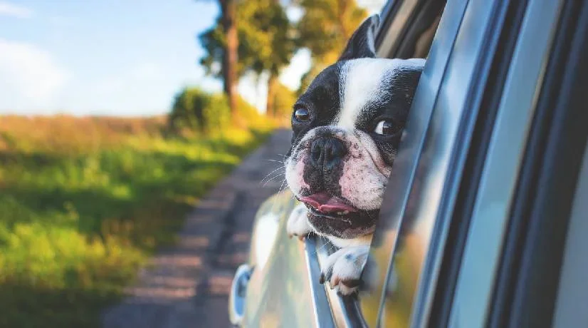 Si viajó con su mascota durante Semana Santa, es importante que tenga presente algunas recomendaciones para que su perro se sienta cómodo y seguro.