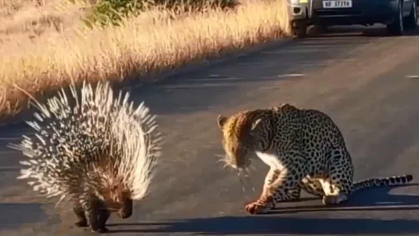 Video viral: la ‘batalla’ entre un leopardo y un puercoespín Video viral: la ‘batalla’ entre un leopardo y un puercoespín
