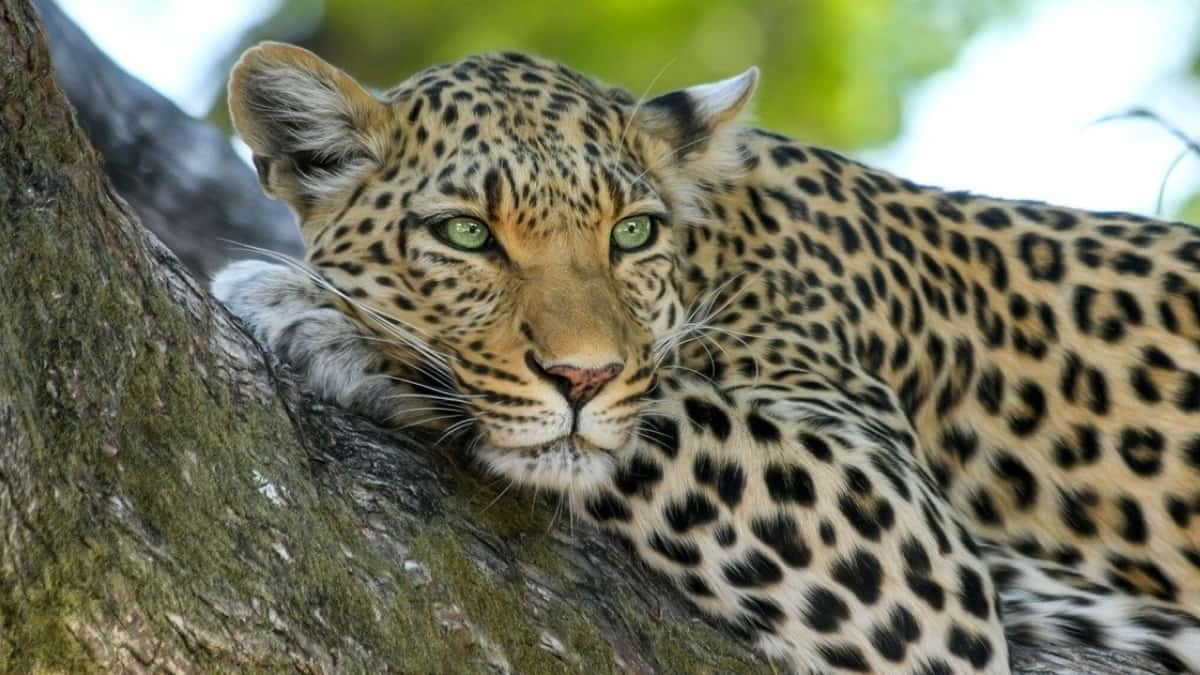 El Zoológico de El Salvador cierra sus puertas