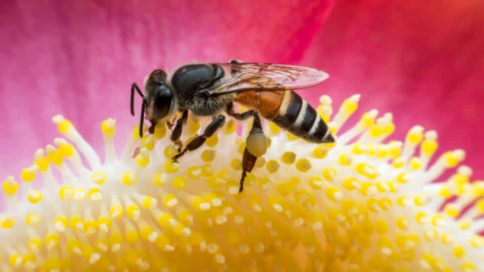 ¿Qué representaría para los cultivos el posible declive de abejas salvajes?