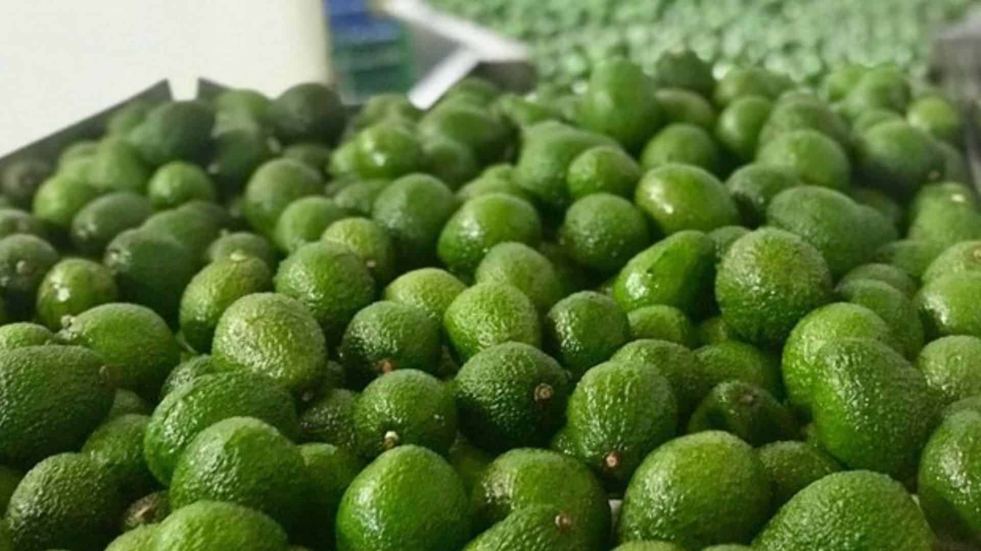 De Colombia para China: vía libre a la exportación de aguacate Hass
