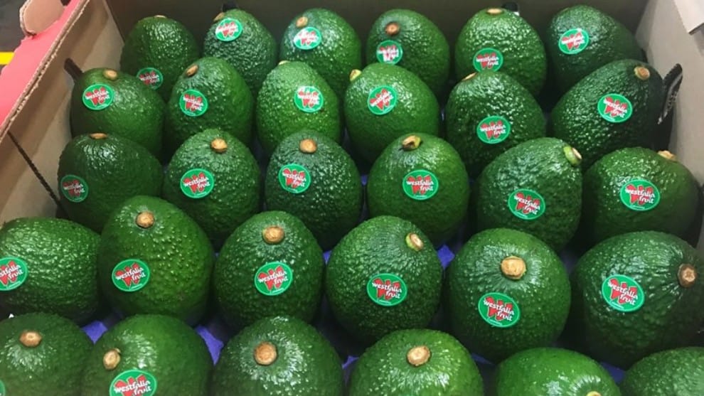 Japón recibirá otras 19 toneladas de aguacate Hass colombiano