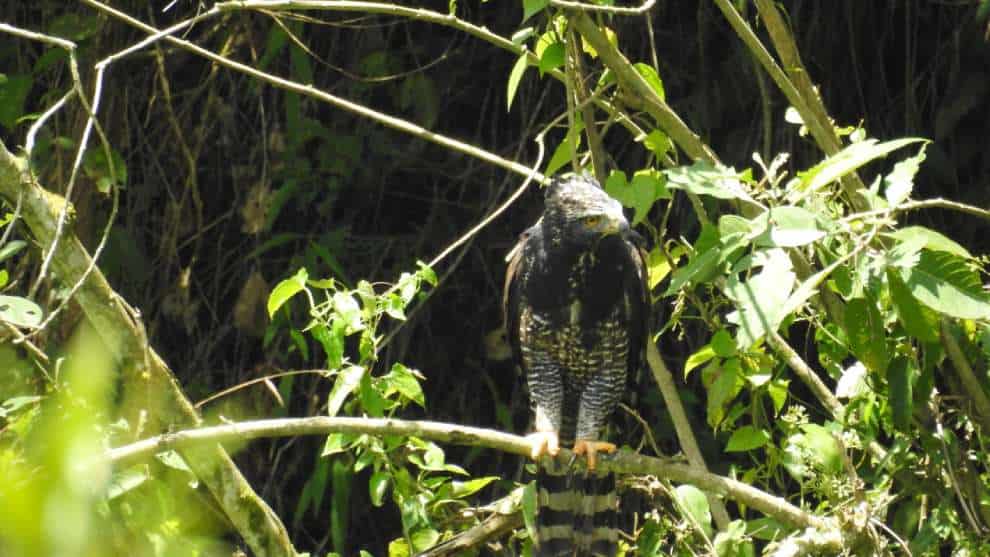 Águila iguanera