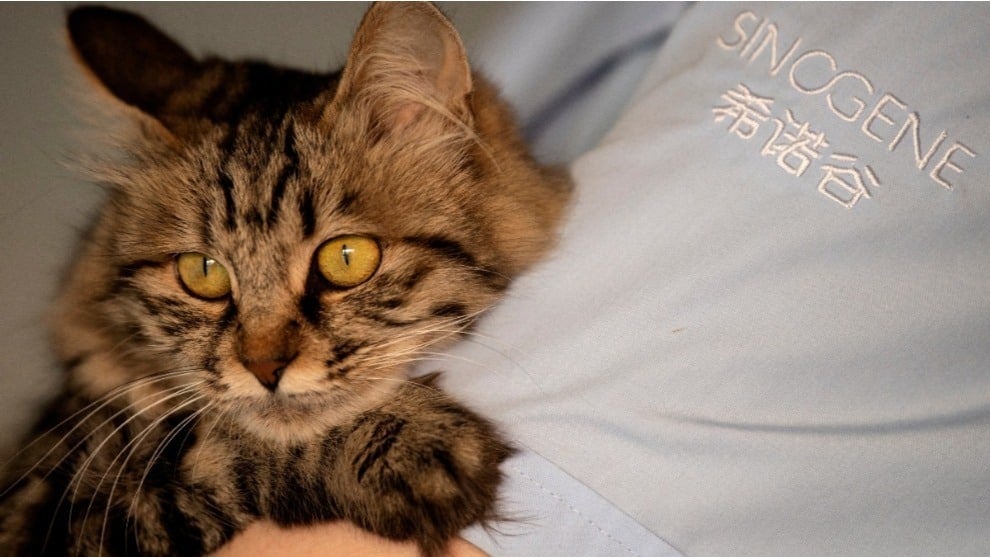 Conozca a ‘Ajo’ al primer gato que fue clonado en China