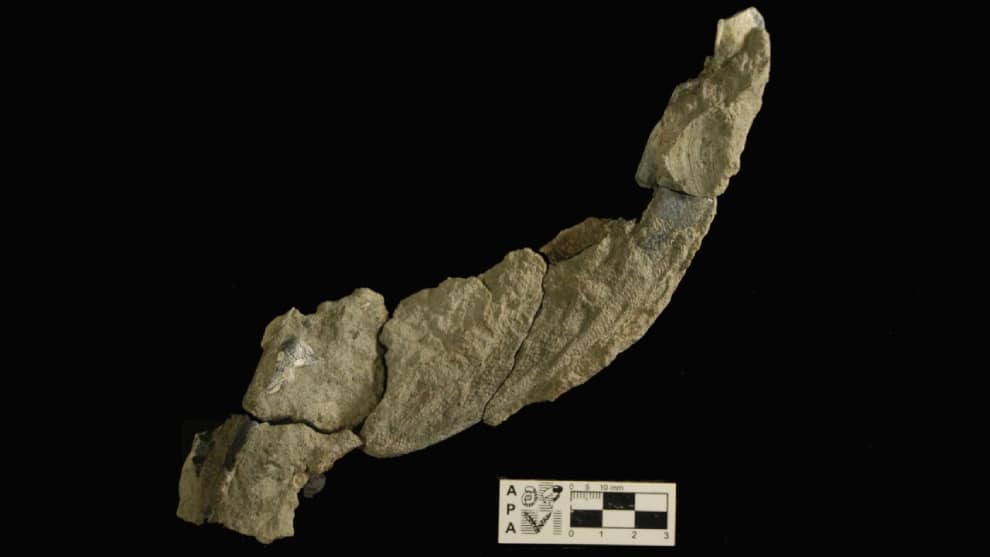 Hallan ala fosilizada de pingüino que vivió hace 43 millones de años