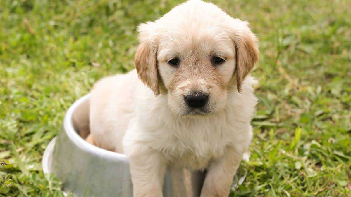 Alimentos que debe excluir de la dieta de sus mascotas