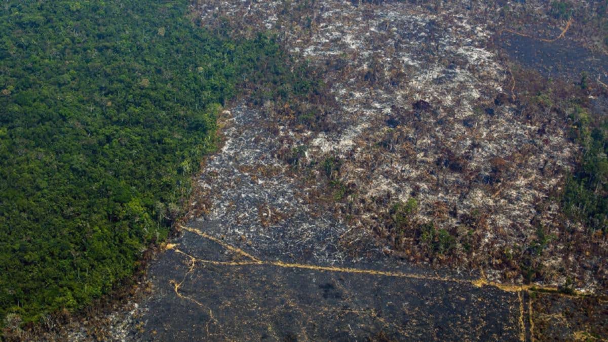 Deforestación en la Amazonía brasileña está cerca de llegar a su nivel récord
