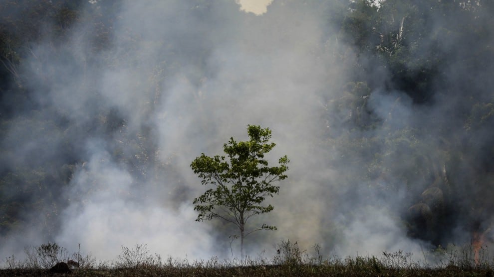 Criminales usan violencia para deforestar la Amazonía: Human Rights Watch