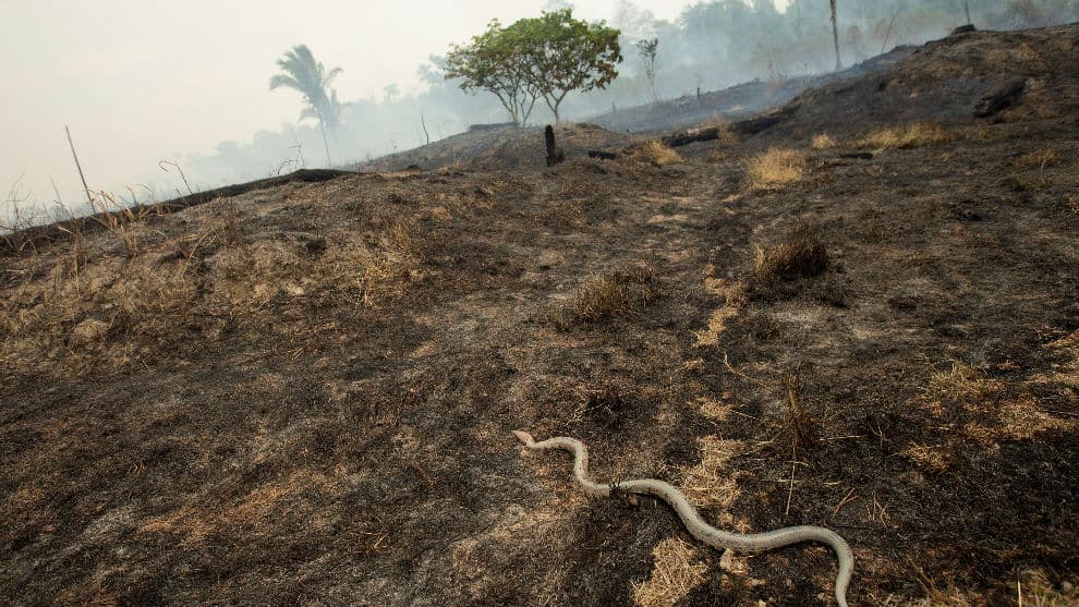 En lo que va de año se han registrado 78.383 incendios forestales en todo el país, el peor dato para ese período dese 2013.