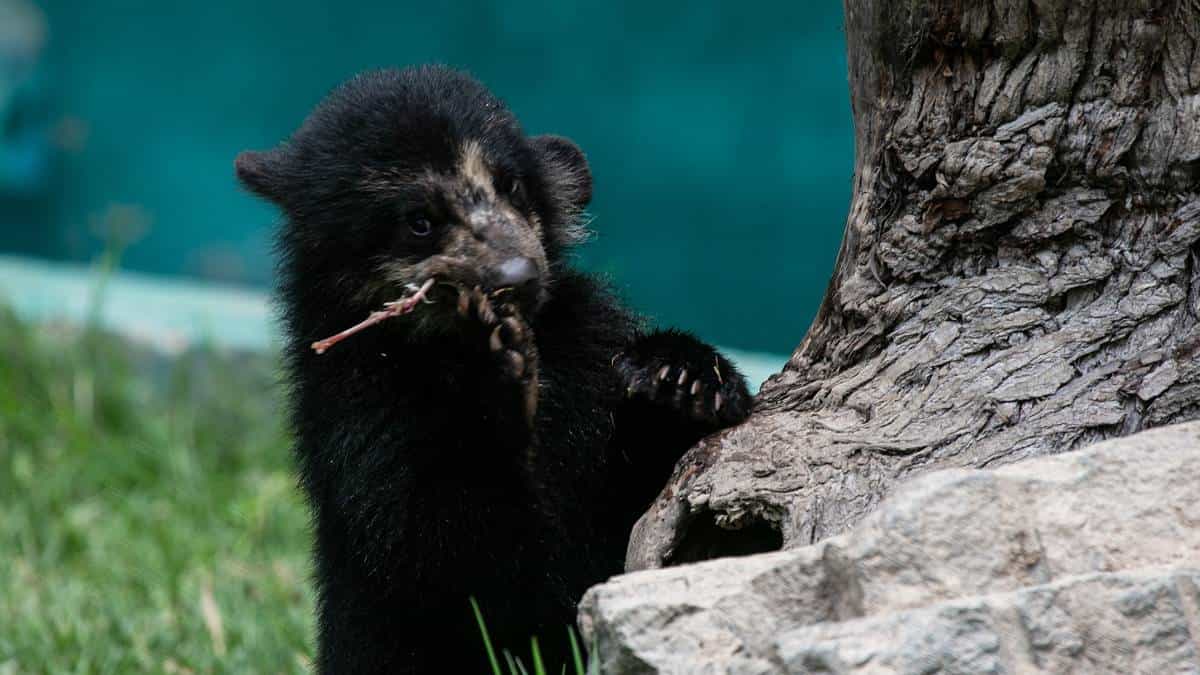 Autoridades ambientales de Perú liberaron más de 2.000 animales rescatados del tráfico de especies en 2021