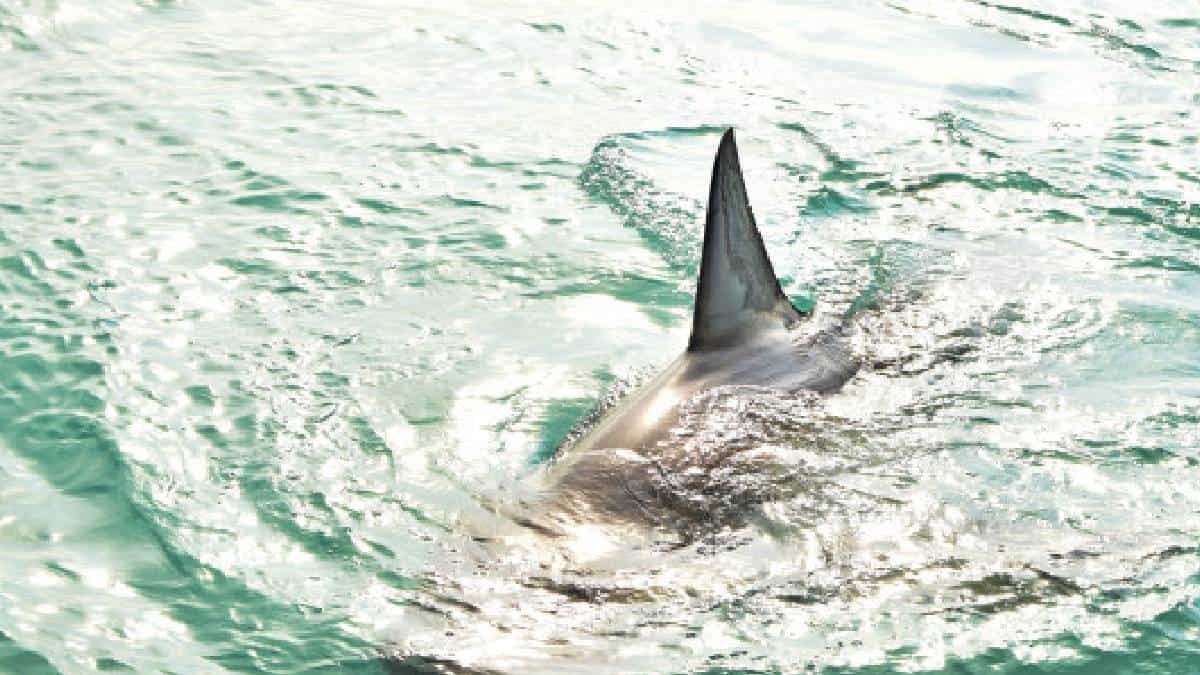 Pescador halló un tiburón bebé con impresionante aspecto